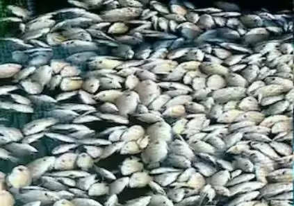 പെരിയാർ fish incident 