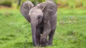 baby elephant 