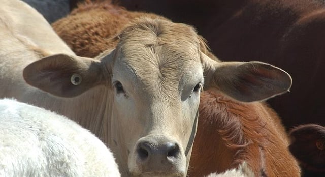 West Bengal cattle slaughter ban