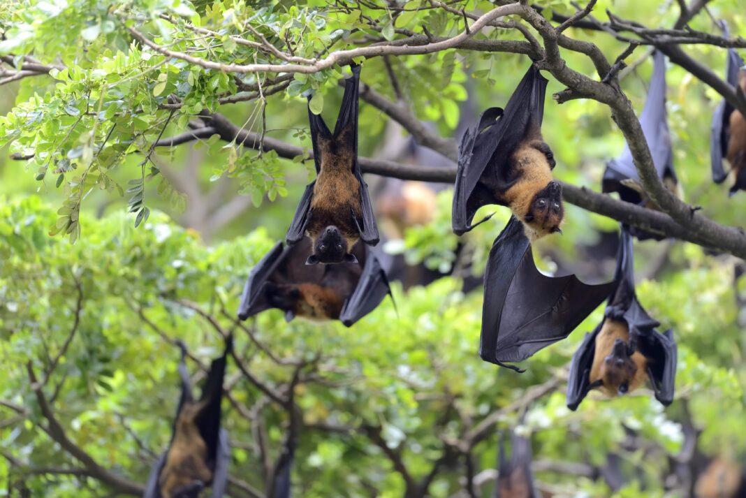 WHO Statement on Nipah