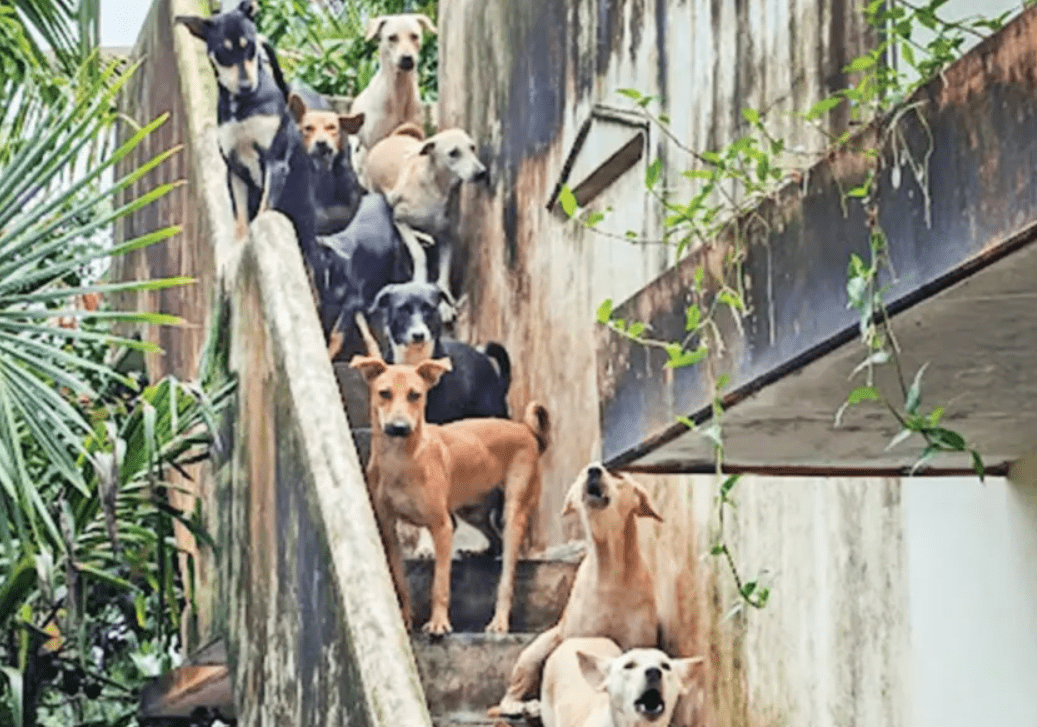 Thiruvananthapuram Corporation Stray Dog Action