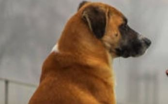 Stray dog ​​massacre