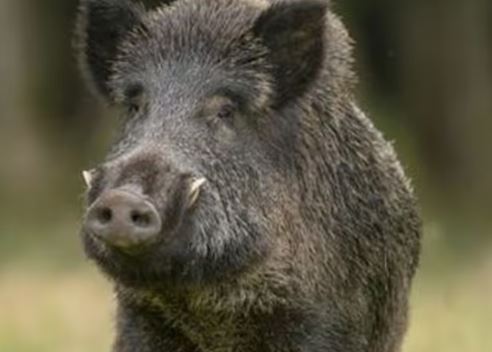 Wild boars