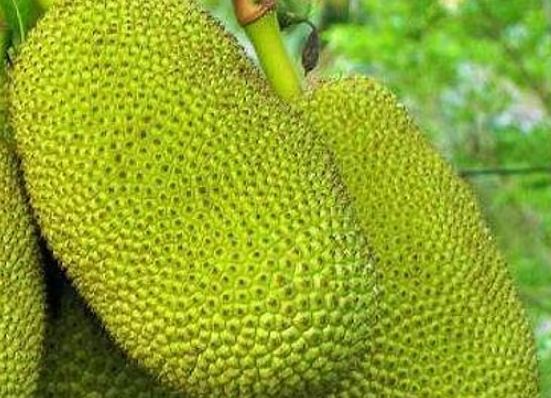 Jackfruit