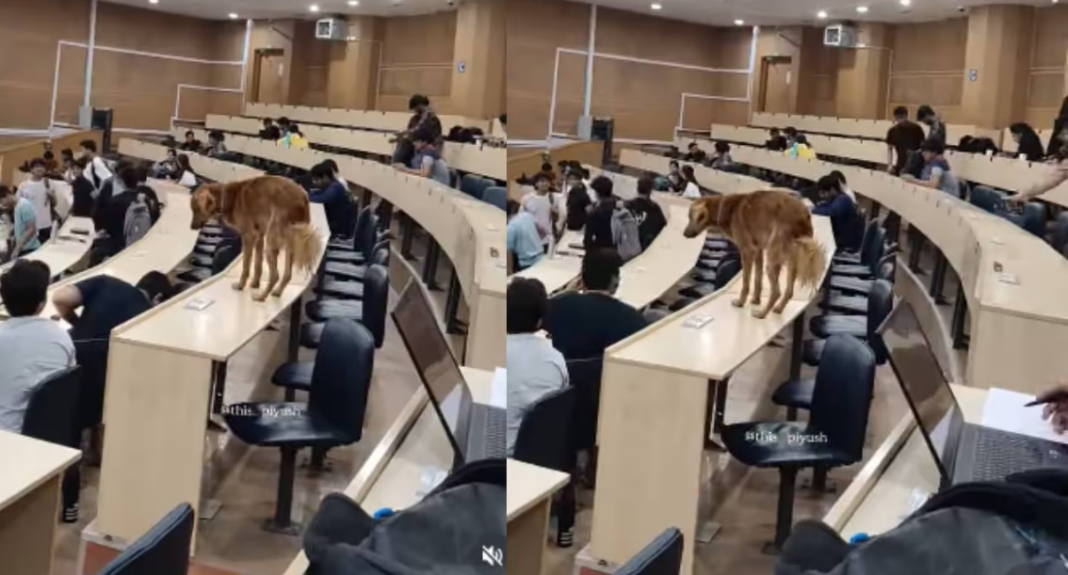 DOG IN IIT