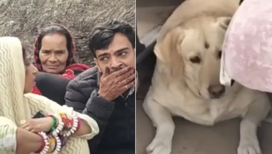 UP Wedding Clash Over Pet Dog