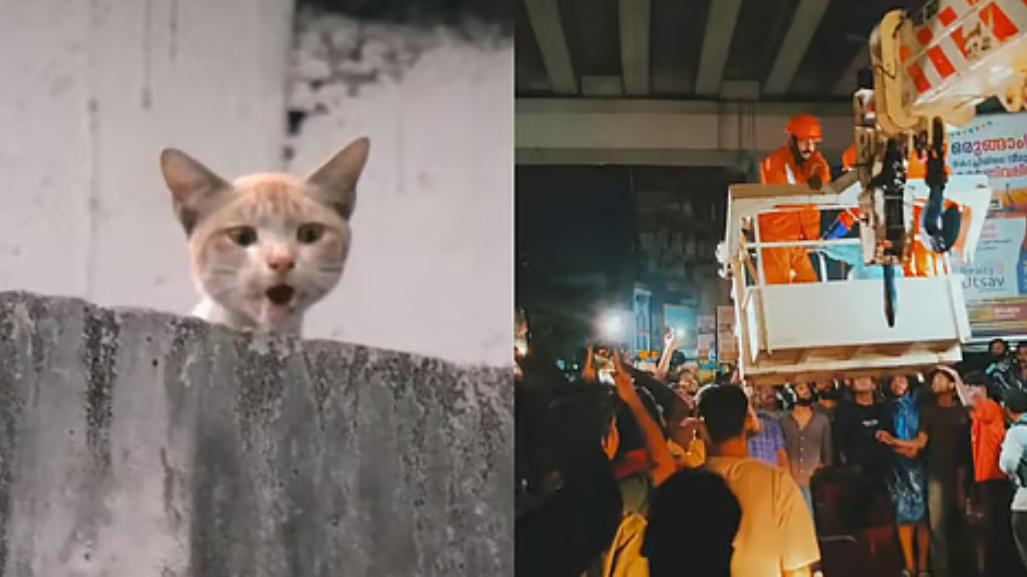 Kochi Metro Cat Rescue AI Video