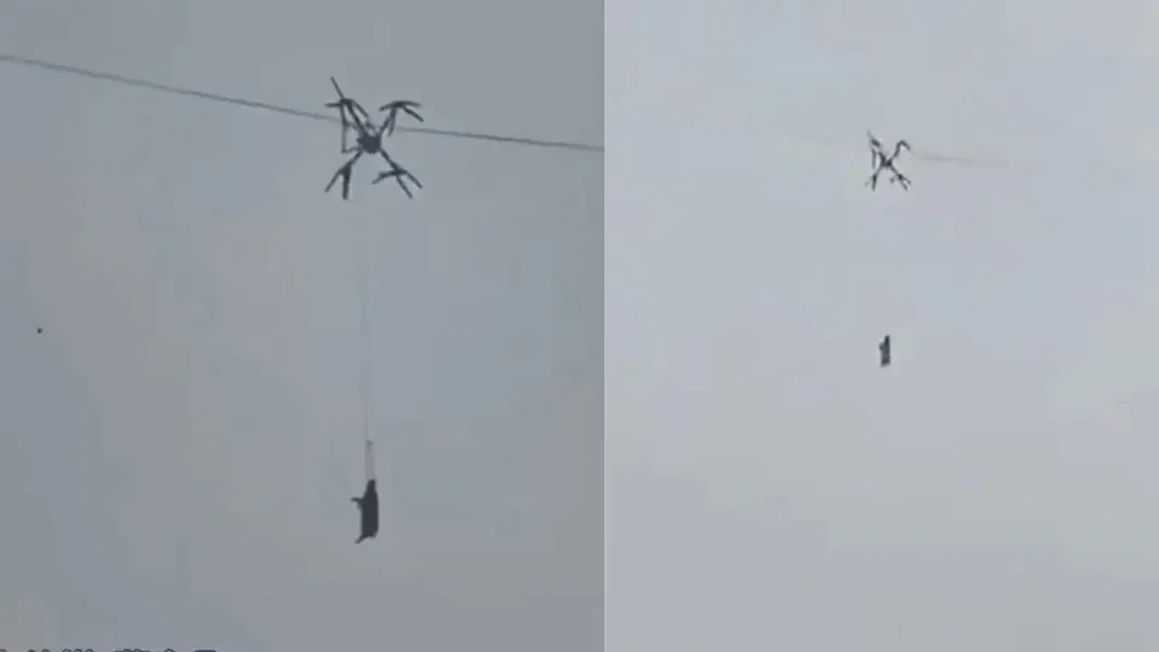 Viral pig hanging from power line