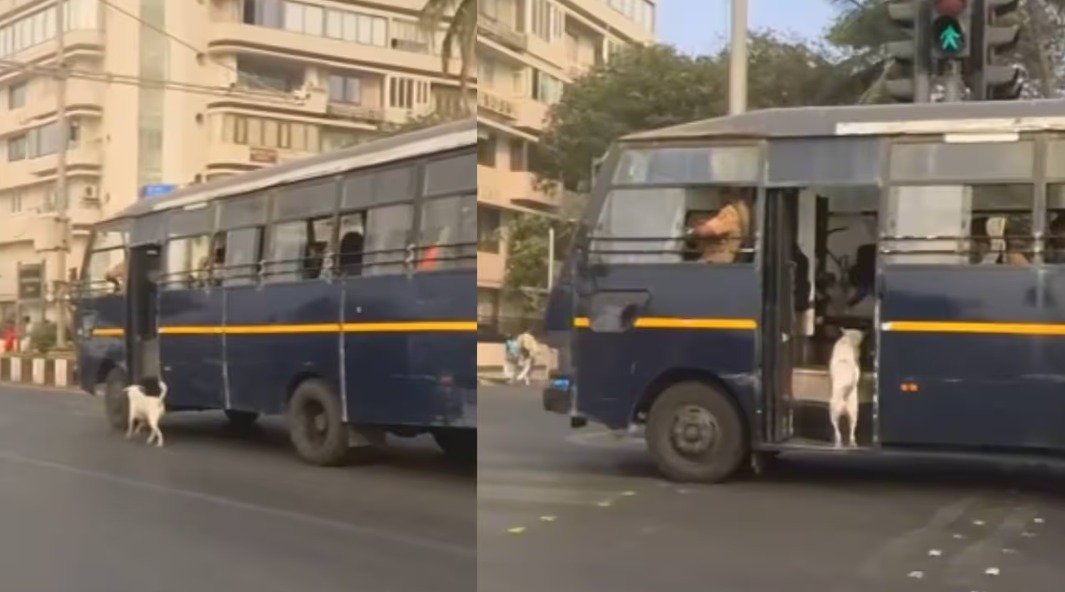 Mumbai street dog patrol