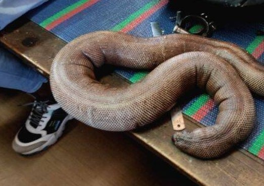 Red Sand Boa Seized Kollam