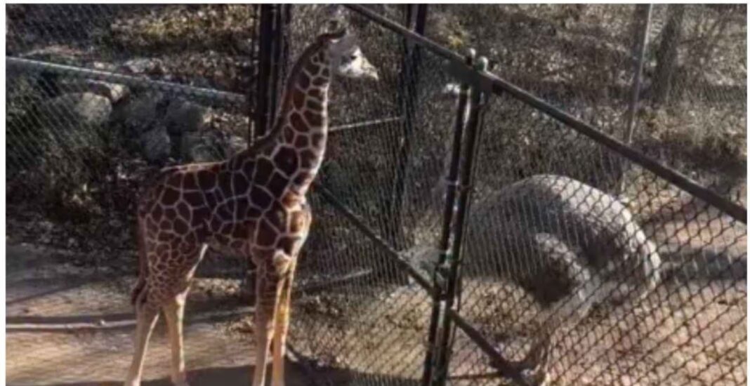 Baby giraffe and ostrich