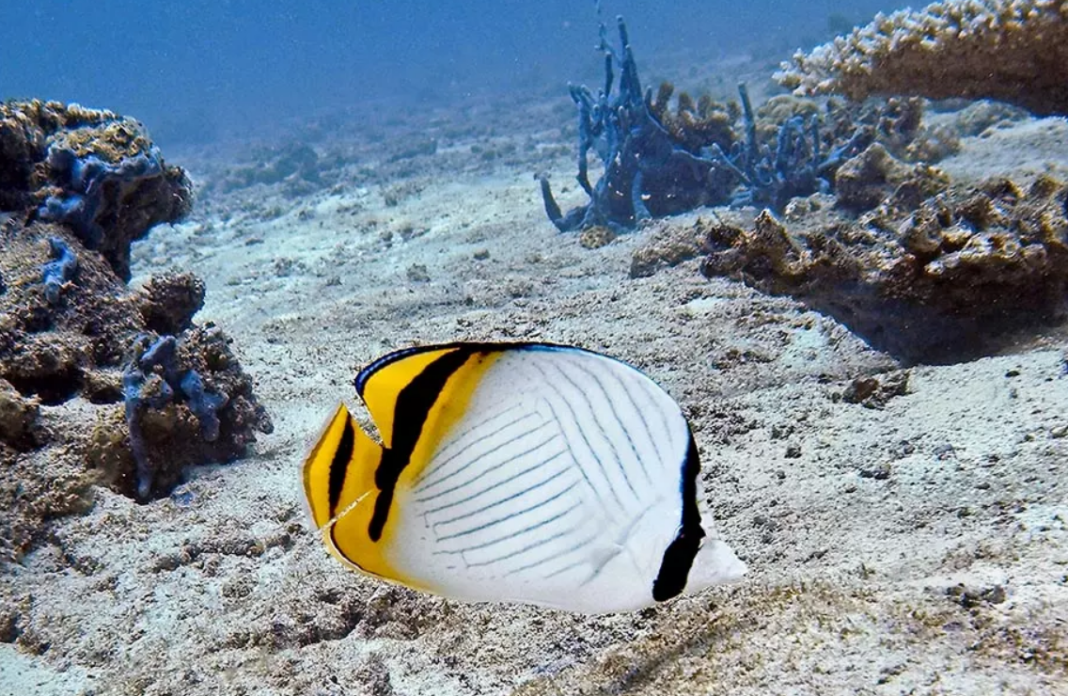Vagabond butterflyfish
