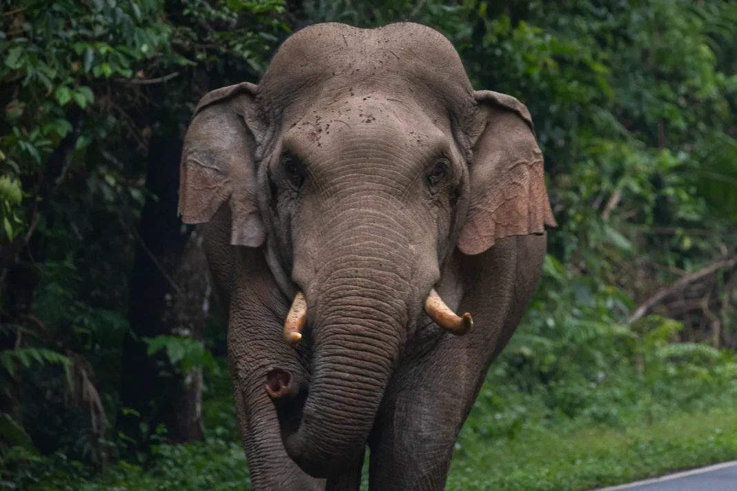 Wild elephant attack Palakkad