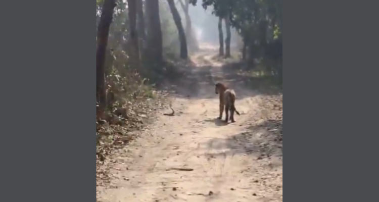 Tiger and Cobra Fight Video