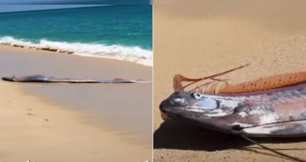 Rare Doomsday Fish Sighting Mexico