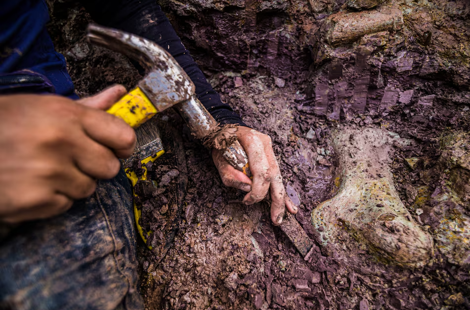 Dasosaurus tocantinensis Discovery Brazil
