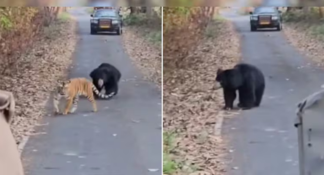 Sloth Bear Attacks Tigress Pilibhit Tiger Reserve