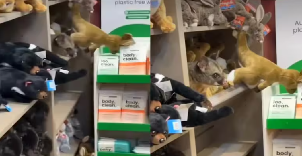 Wild Possum Hobart Airport Gift Shop