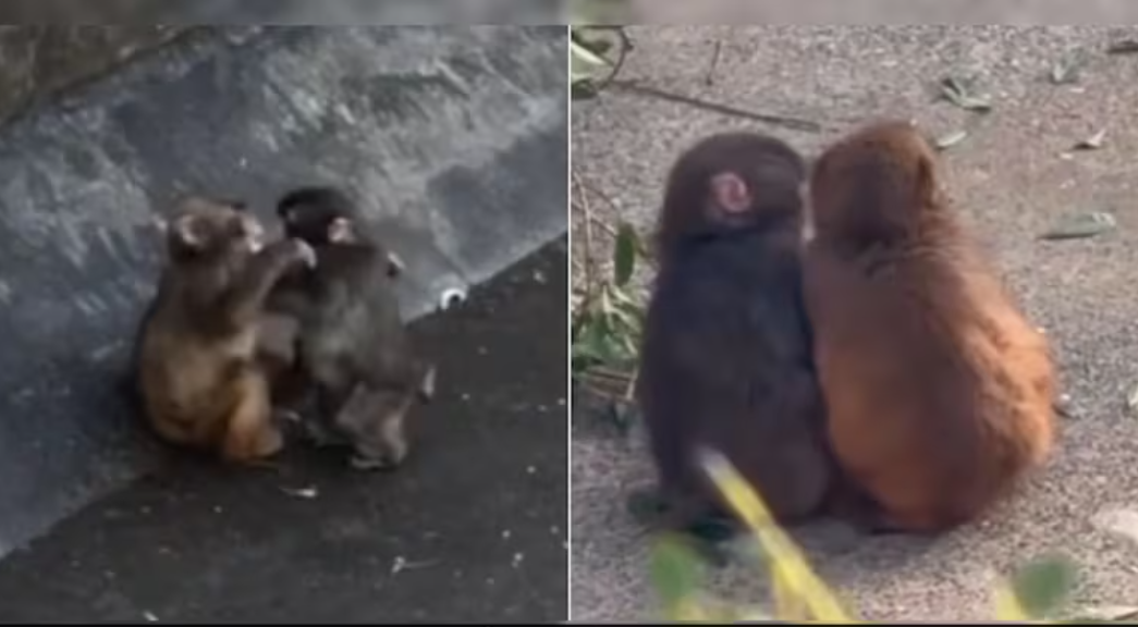 Viral Baby Monkey Punch