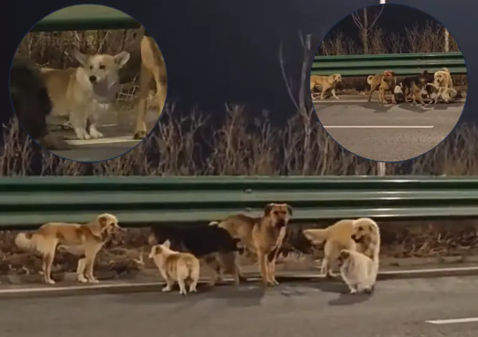 Corgi Leads Dogs Escape