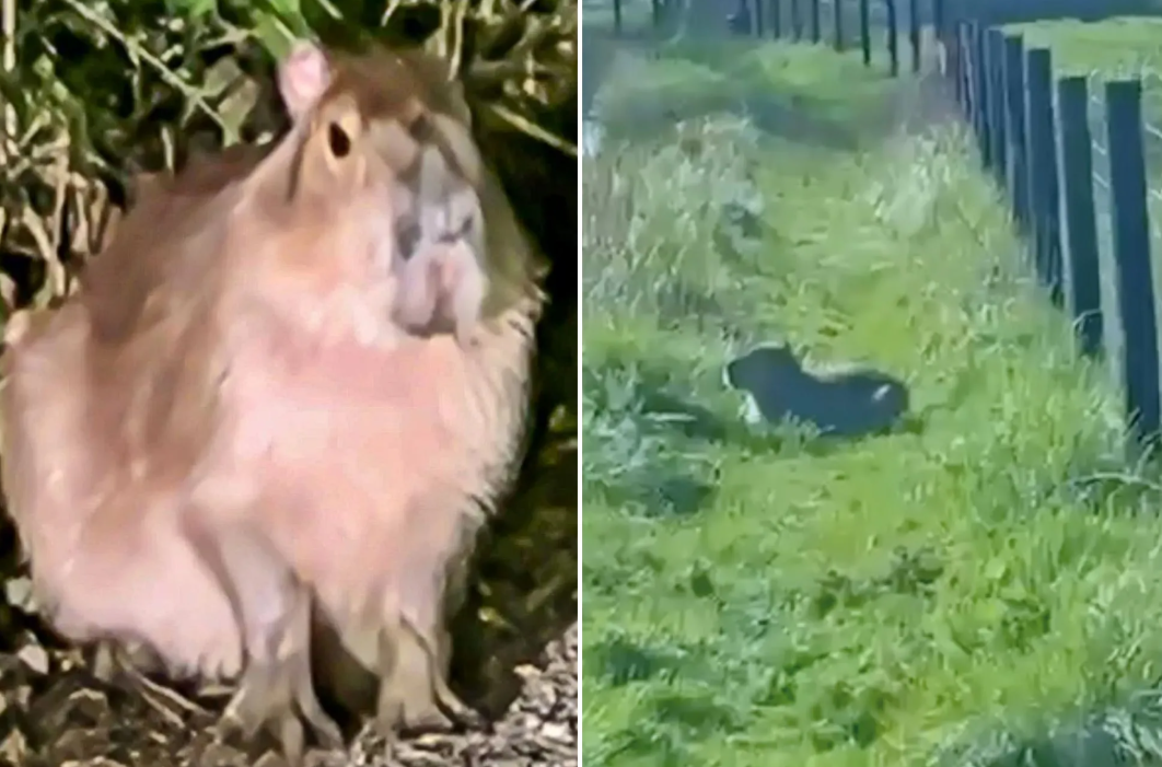 Capybara Escape England Zoo