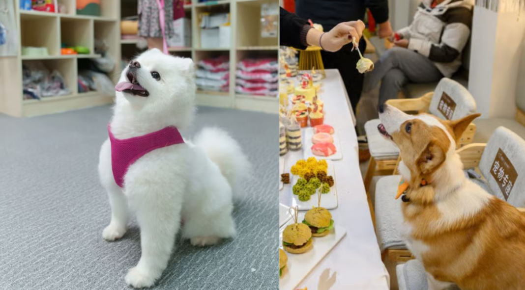 Dog Kindergarten China