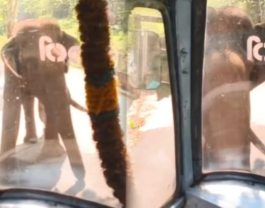 Elephant Attack KSRTC Bus Kollam