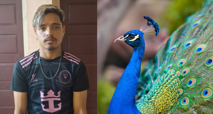 Peacock killed Trivandrum