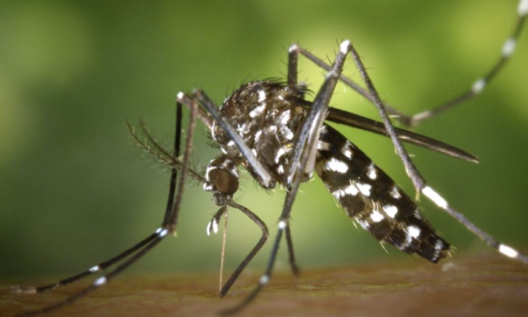 Chikungunya