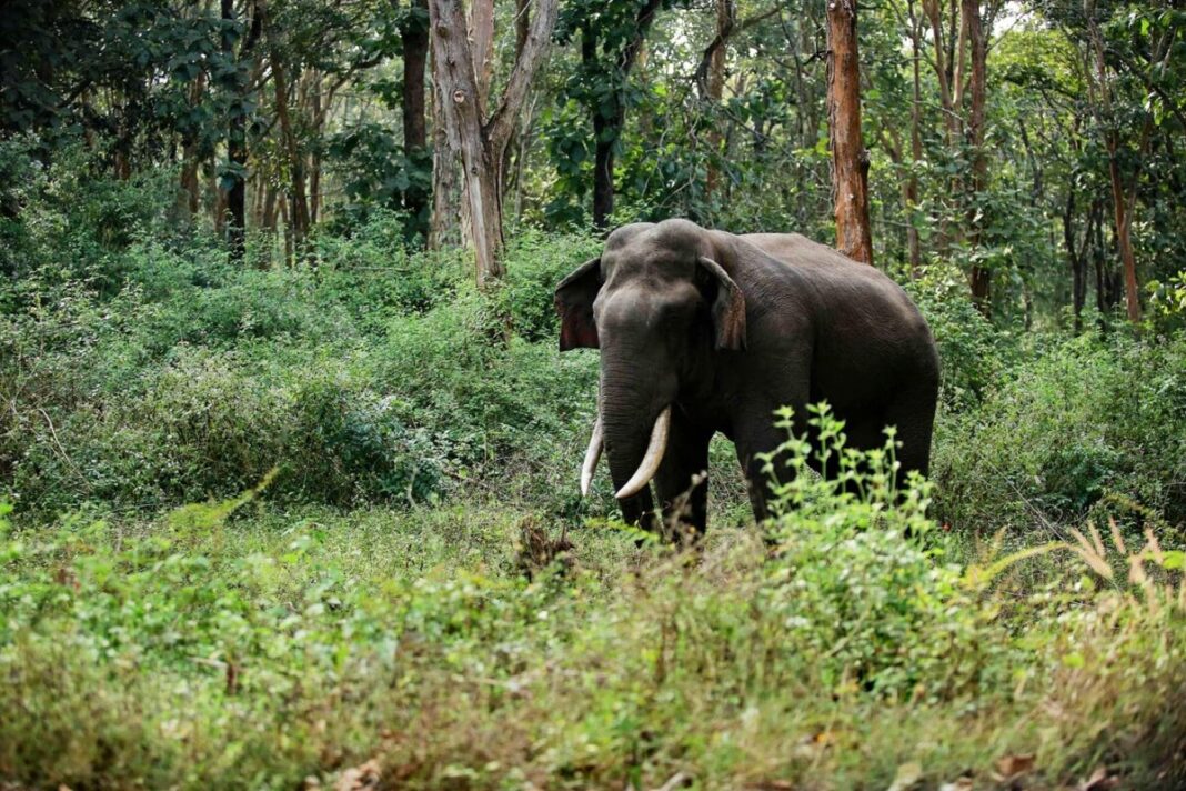 Kothamangalam Wild Elephant Attack