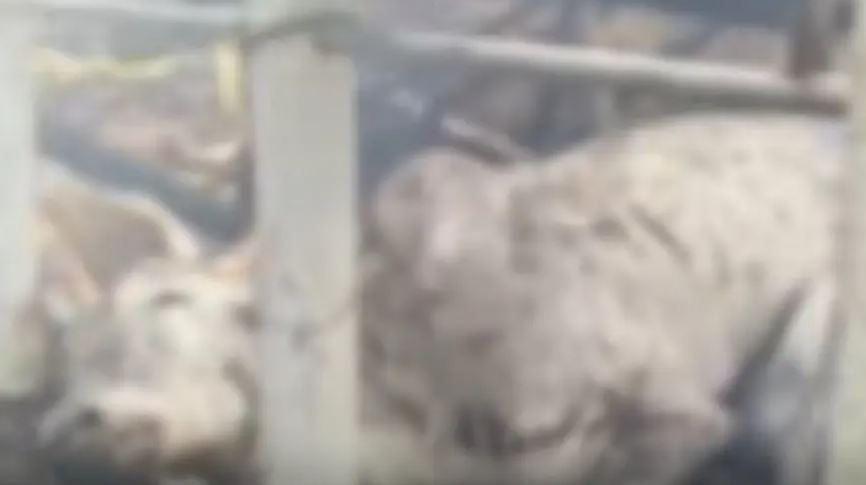 Areacode Cowshed Fire Malappuram