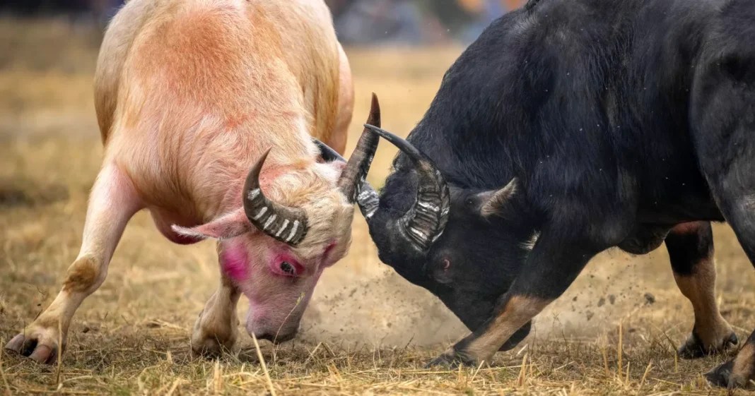 Assam Buffalo Fight Ban