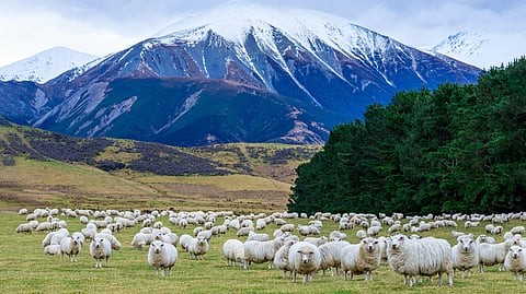 New Zealand’s Sheep Story