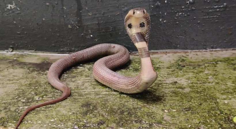 Snake Bite Kerala