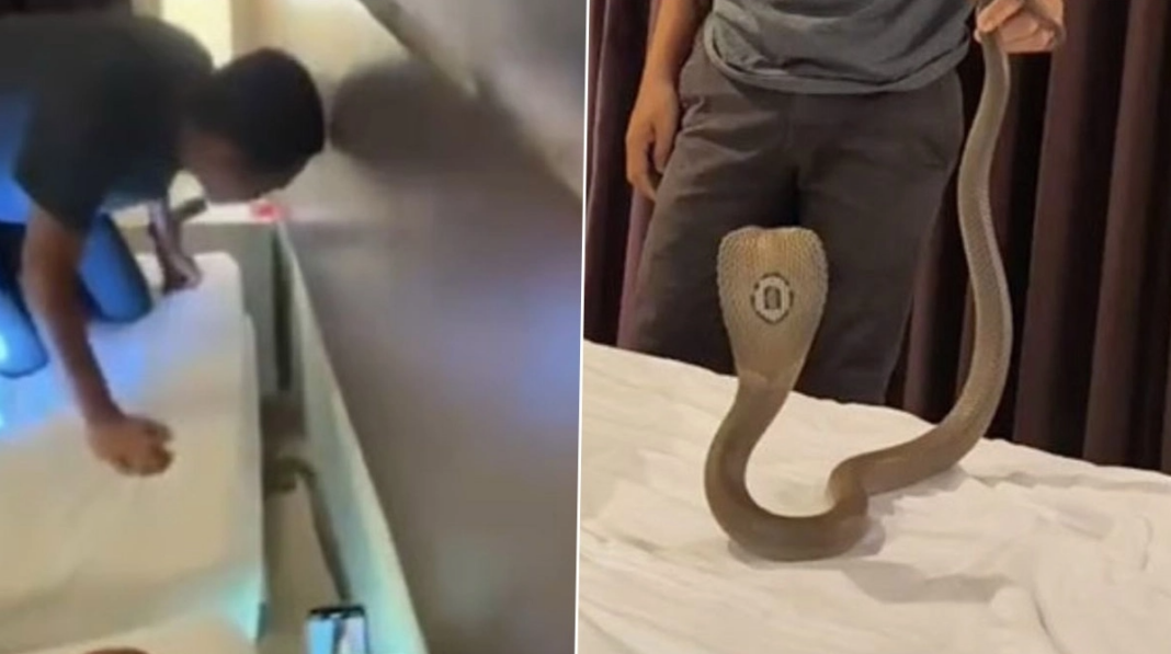 Thailand Hotel Snake Incident