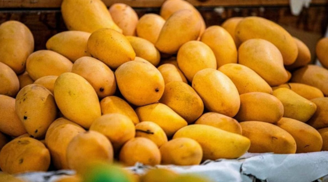 Artificially Ripened Mangoes Seized