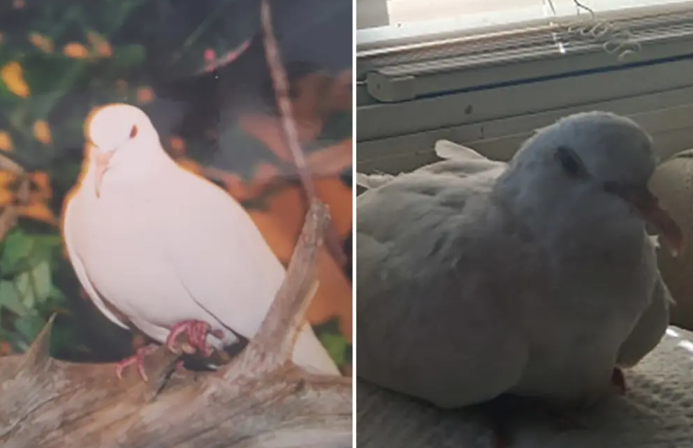 World's Oldest Dove