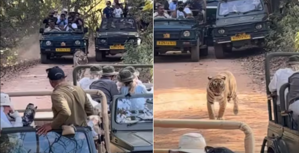 Ranthambore Tiger Safari Traffic Jam