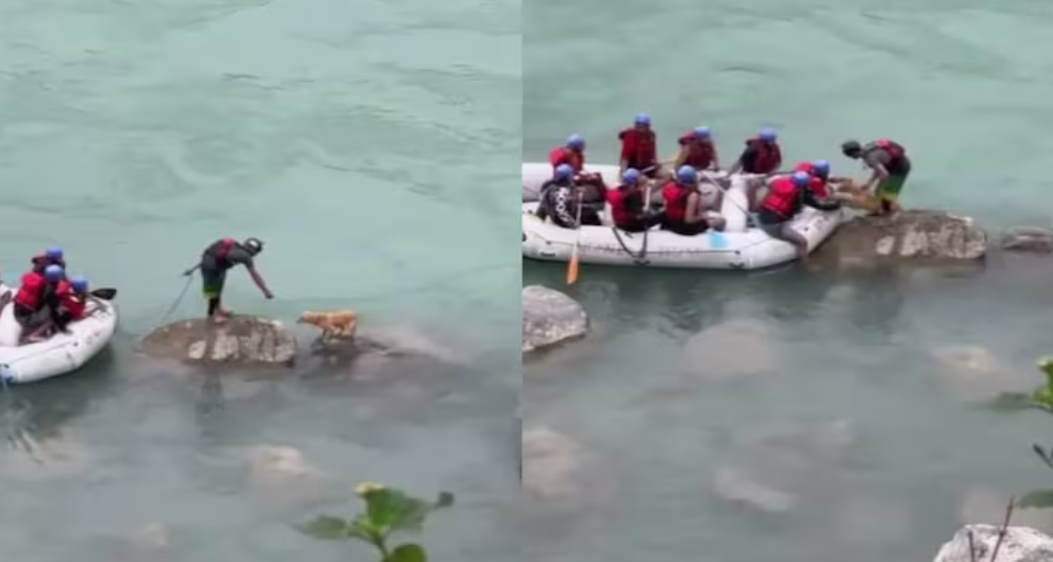 Rishikesh Dog Rescue Ganga