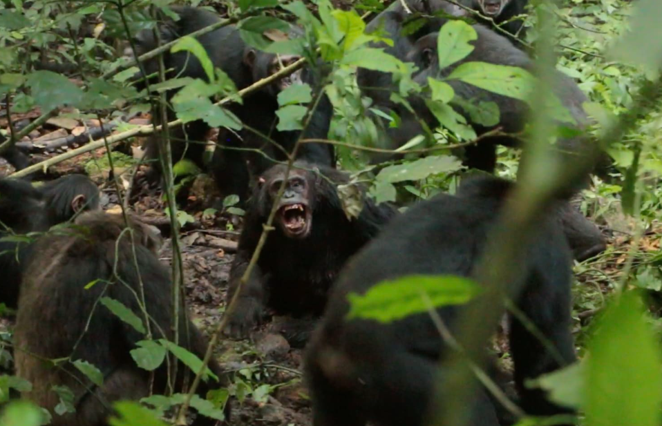 Ngogo Chimpanzee War Uganda