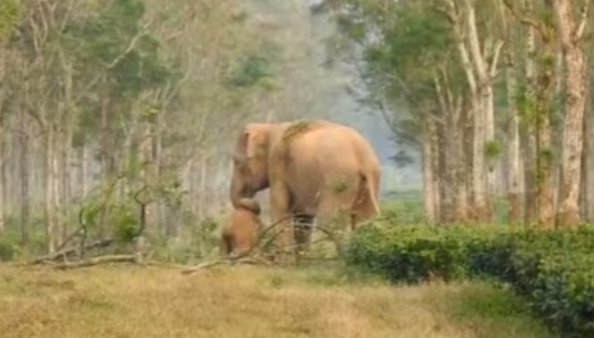 Grieving Mother Elephant Video