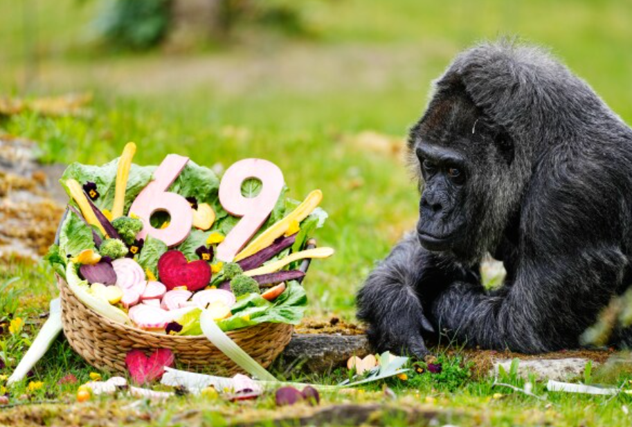 World's Oldest Gorilla Fatou Birthday