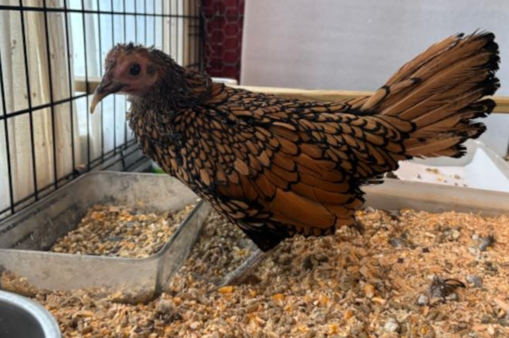 Oldest Chicken in the World