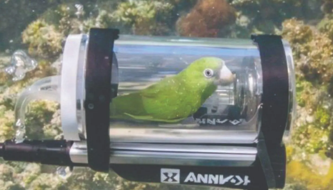 Mini Submarine for Pet Parakeet