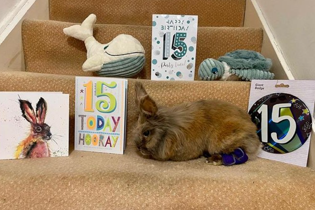 World Oldest Rabbit Herbie