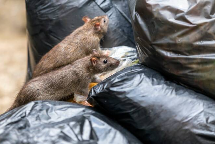 Gaza Rat Infestation