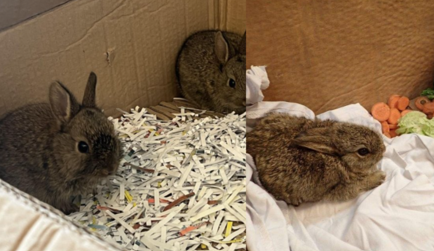 Baby Rabbits North Sea Oil Rig