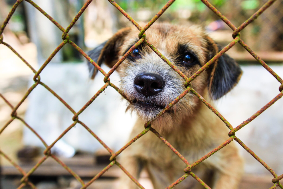 Faridabad Dog Cruelty Fine