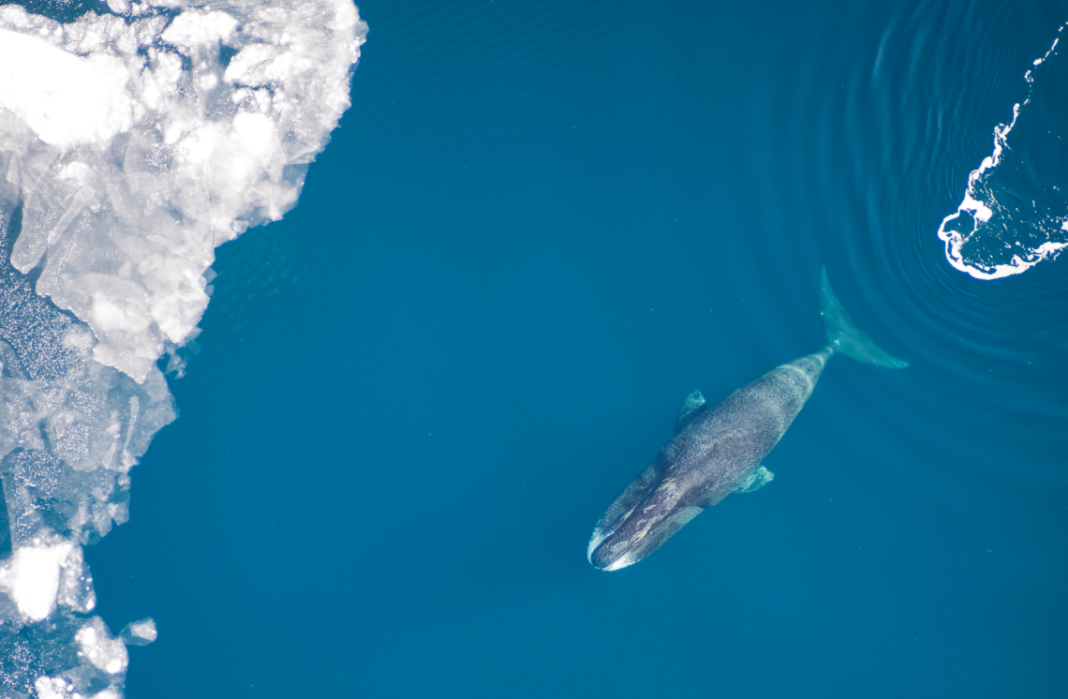 Bowhead Whales