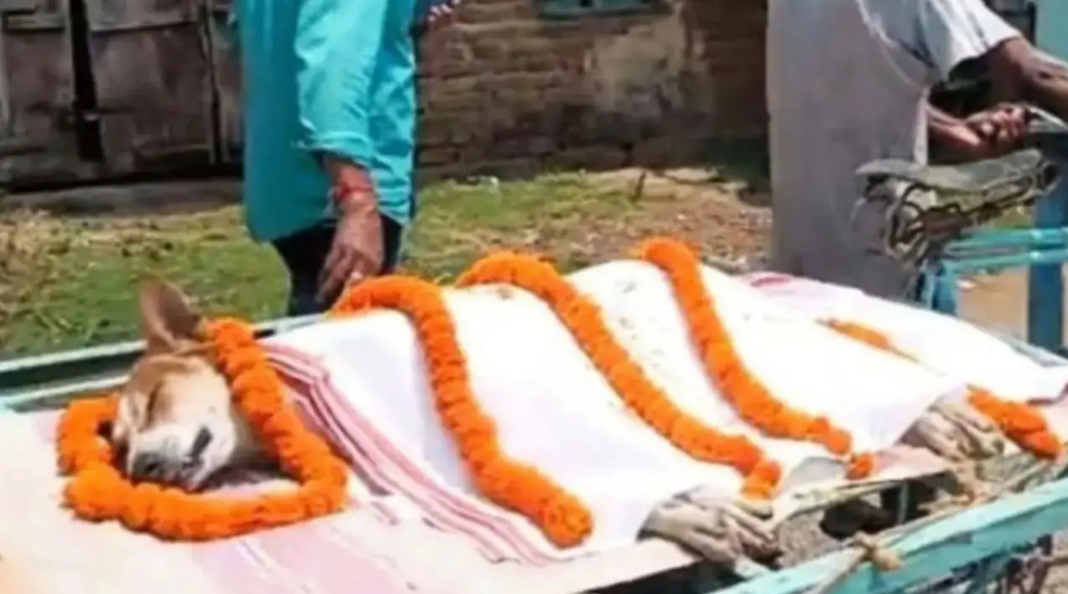 Kali Dog Saves 30 Students Odisha